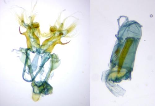 Réf. 269 990 : Nycteola asiatica